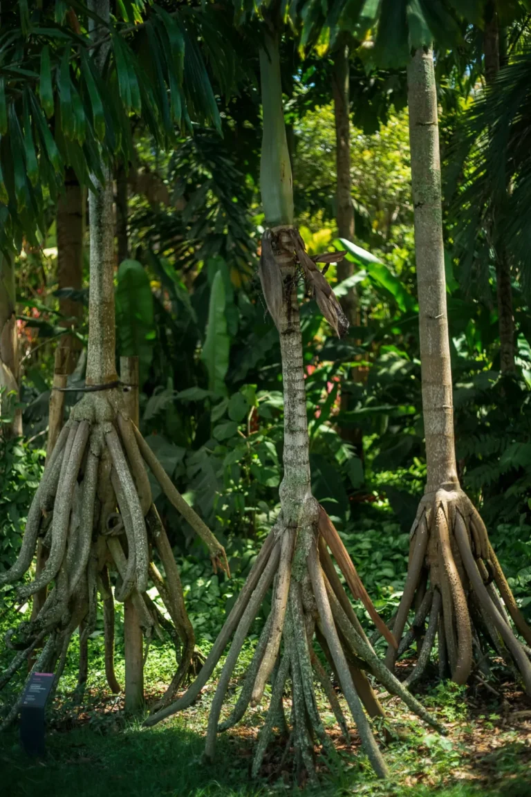 Paxiúba, a palmeira que parece caminhar pela floresta