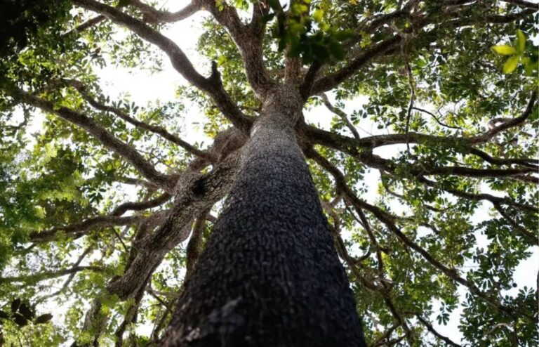 Nova lei do licenciamento ambiental promete destravar obras