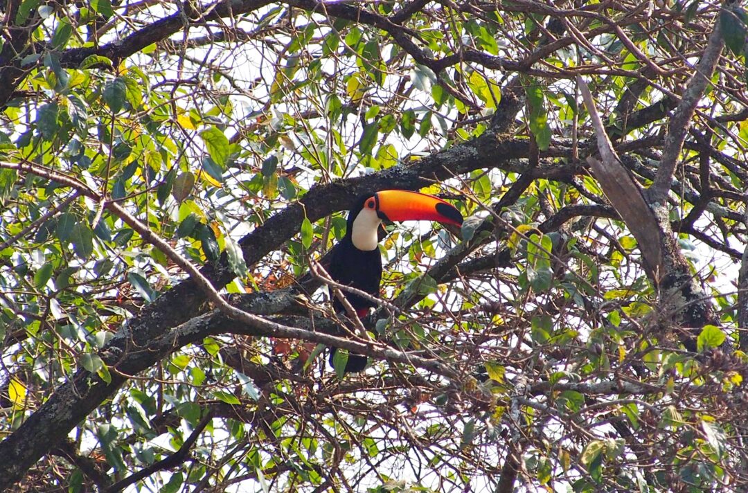 DNIT monitora a fauna silvestre
