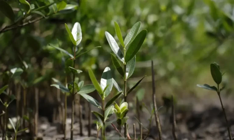 Observatório da Restauração aponta 39,7 mil hectares de floresta em recuperação na Amazônia