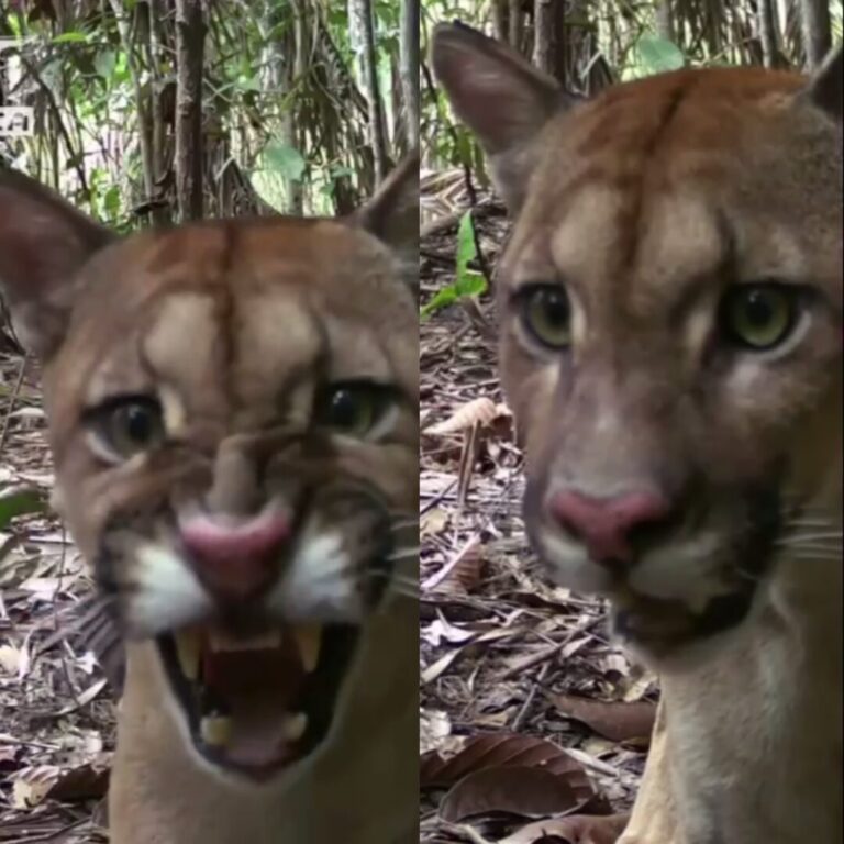 Onça é flagrada ‘reclamando’ de câmera instalada na floresta, em Rondônia