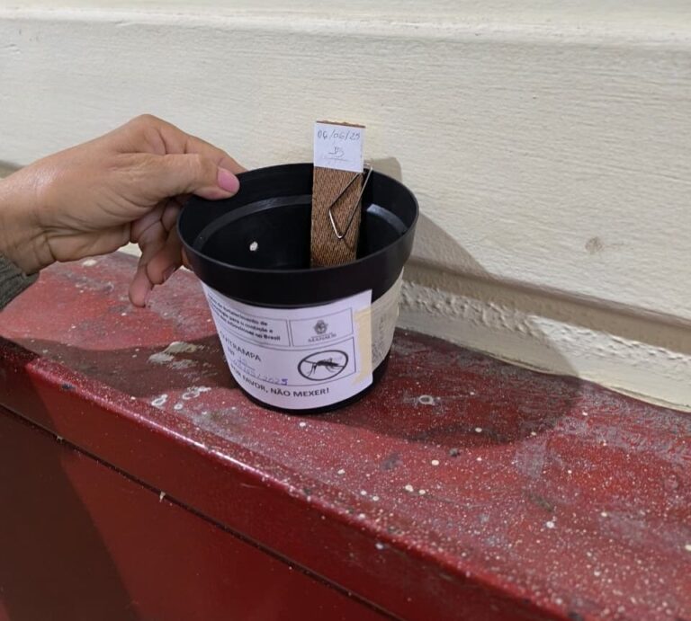 Ovitrampas: nova estratégia vai monitorar o Aedes aegypti em Manaus para combater a dengue