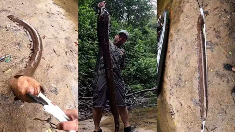 Pescador de Rondônia fisga peixe-elétrico de dois metros, o maior já registrado no Brasil