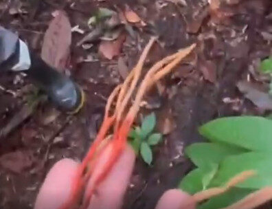 Cientistas encontram fungo 'zumbi' em tarântula gigante na Amazônia; vídeo