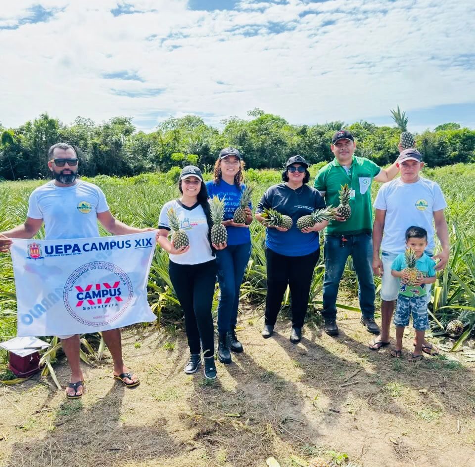 Amaciante de carne é criado a partir do abacaxi por meio de pesquisa no Marajó