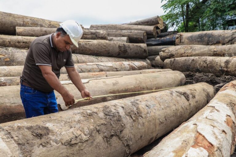 Programa de Incentivo Florestal na Amazônia peruana permitirá desenvolvimento de projetos em cinco regiões