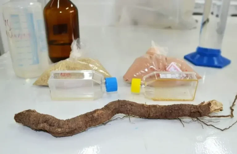 Startup licencia tecnologia desenvolvida por universidade de Tocantins para combate à dengue