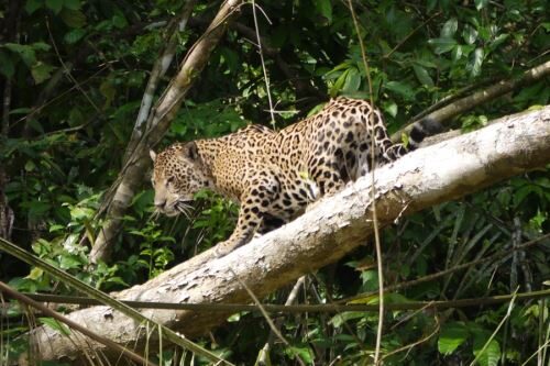 Madre de Dios, a ‘Capital da Biodiversidade’ do Peru