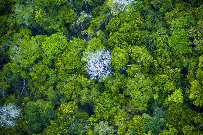 Imagem colorida mostra área verde no Pará para falar sobre desmatamento