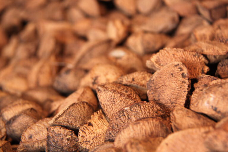 Mulheres e indígenas lideram produção de castanha sustentável em município do Amazonas