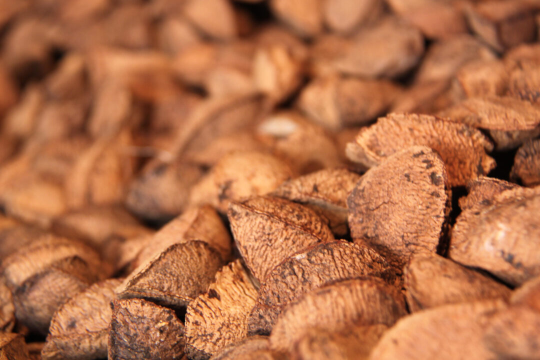 Boas práticas na cultura de coleta castanha-do-brasil