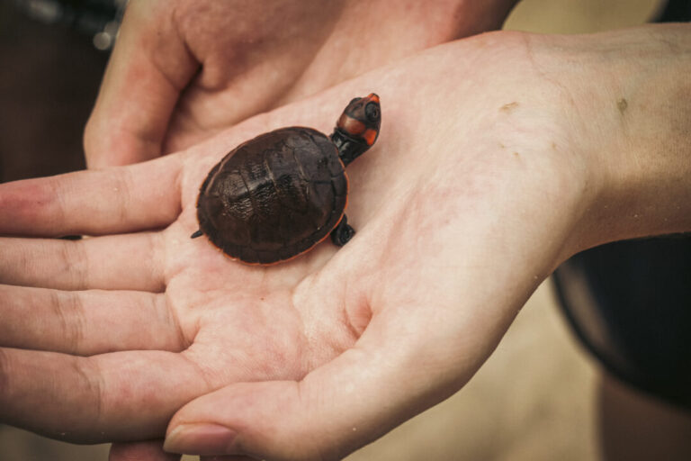 Cerca de 8 mil quelônios são devolvidos ao Rio Jauaperi, entre Roraima e Amazonas: recorde na região