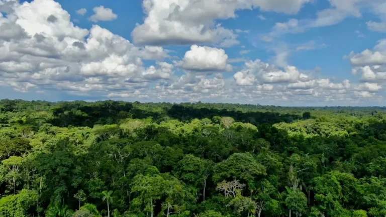 Onde encontrar plantas e serviços de jardinagem no Acre?
