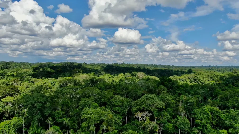 Estação Ecológica Rio Acre esconde palmeiras albinas
