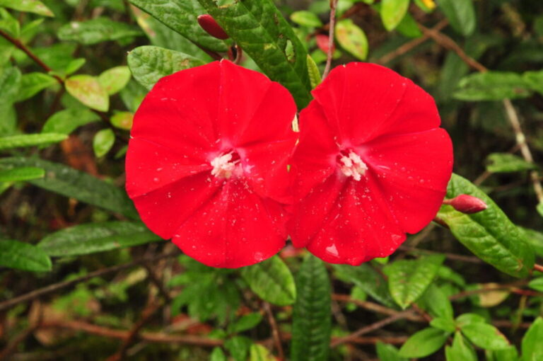 Planta ameaçada de extinção no Pará modifica taxas de crescimento em resposta a condições climáticas