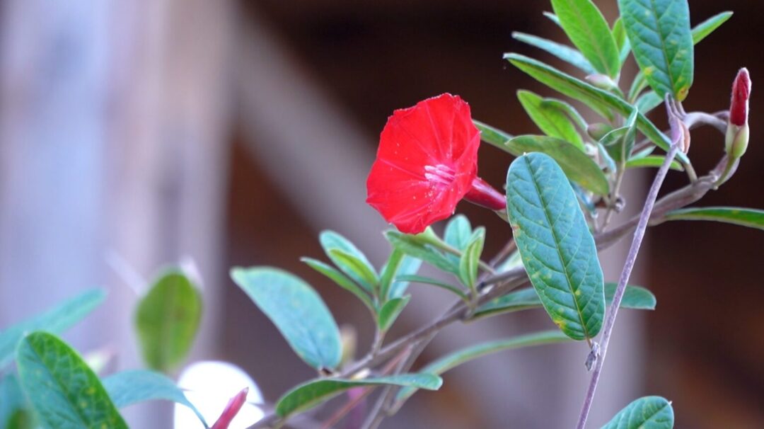 Ameaçada de extinção e com ocorrência restrita ao Pará, a flor-de-Carajás