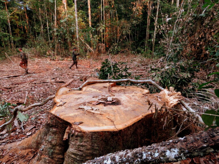 Amazonas concentra 18% das áreas sob risco de desmatamento na Amazônia previsto para 2026, aponta PrevisIA