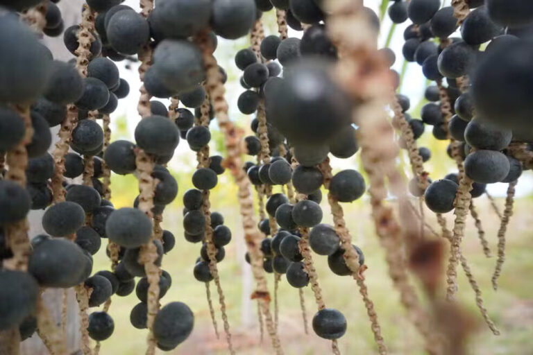 Três em cada 10 quilos de açaí na Amazônia Legal são de extrativistas sem acesso à eletricidade, aponta IEMA