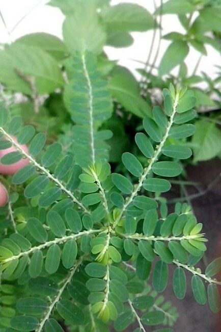 ‘Quebra-pedra’: planta encontrada na Amazônia pode integrar lista de fitoterápicos do SUS