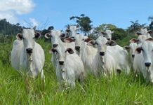 Roraima-registra-aumento-de-231-na-exportacao-de-bovinos-em-2025_Ascom-Aderr-2
