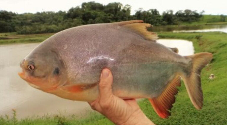 Biofilme feito com pele de peixe pode ser alternativa sustentável para embalagem de alimentos