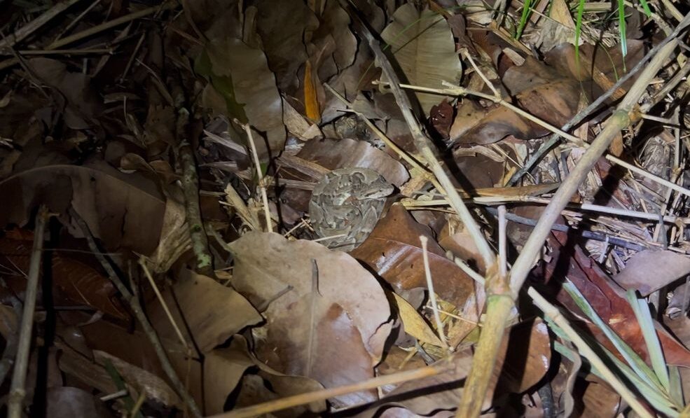 serpente jararaca encontrada em trilha em Rondônia