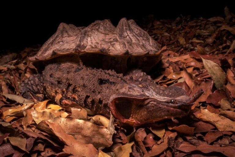 Matamatás: saiba as diferenças entre as duas espécies reconhecidas pela ciência