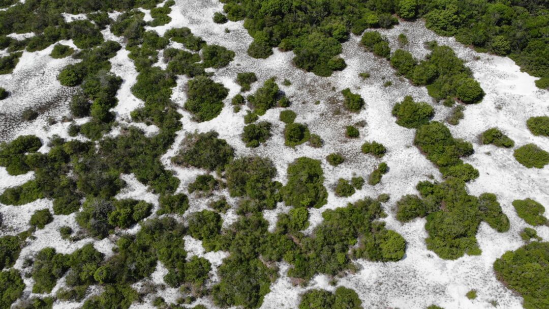 Pesquisadores do Inpa alertam para impactos de barragens e secas extremas sobre florestas alagáveis da Amazônia