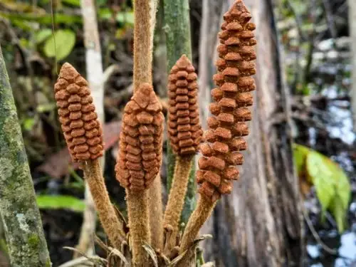 Planta pré-histórica é descoberta no Peru, adaptada a áreas alagadas