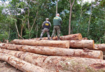 Imagem colorida mostra agentes do Ibama identificando infração ambiental durante Operação Floresta no Pará no ano de 2022