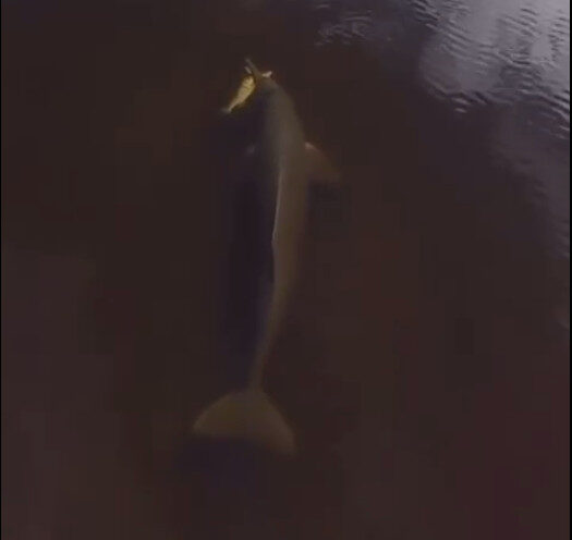 Vídeo registra boto pegando peixe solto durante pesca esportiva no Amazonas; assista