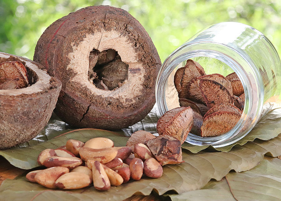 castanha da amazônia