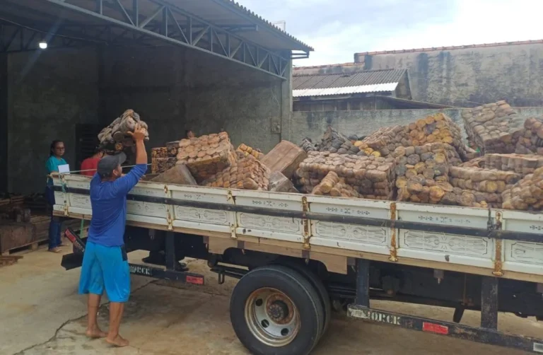 Comercialização de borracha de Unidades de Conservação impulsiona extrativismo sustentável em Rondônia 
