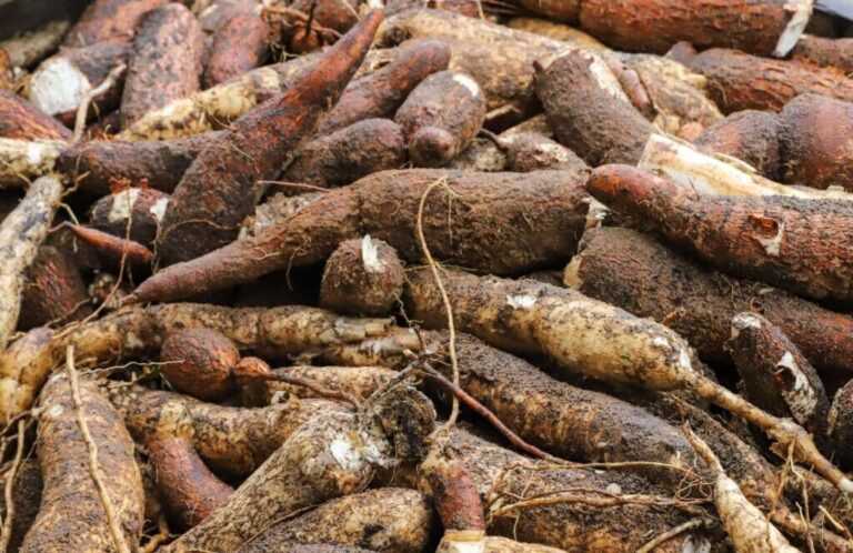 Safra no Acre ultrapassou 186,9 toneladas em 2025