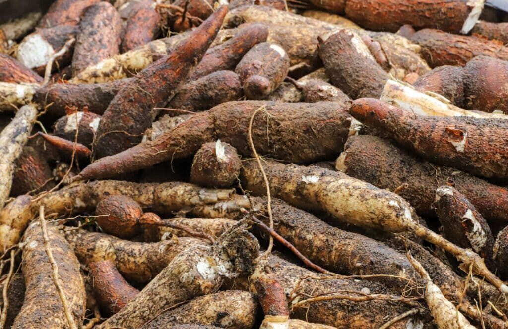 Imagem colorida mostra mandiocas empilhadas parte da Safra no Acre