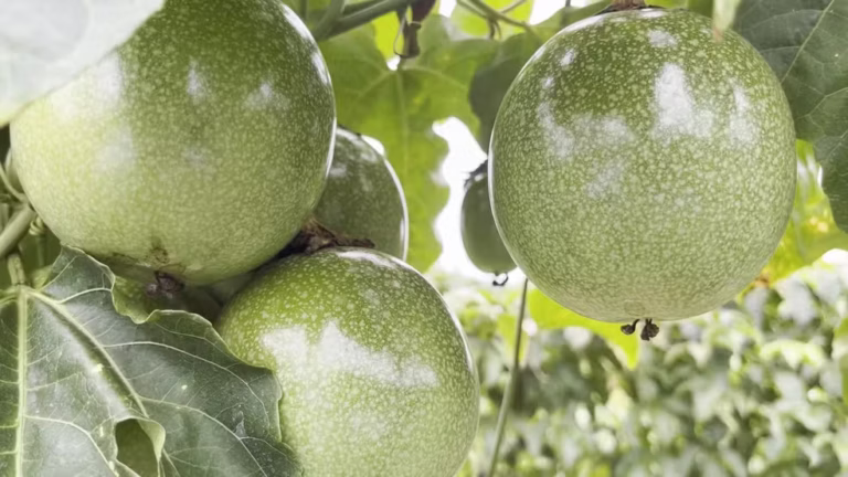 Plantio consorciado ajuda pequenos agricultores a manter produção em Roraima