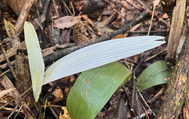 Descoberta de palmeiras albinas reflete alto grau de preservação em Estação Ecológica no Acre