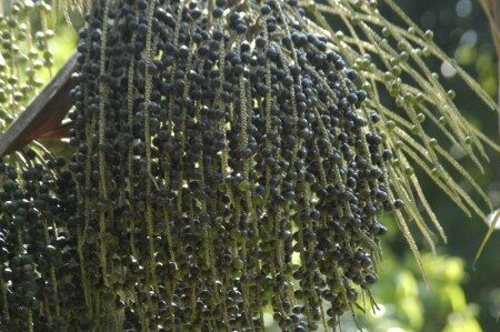 Chamada apoia colaborações em bioeconomia e desenvolvimento sustentável no Amazonas