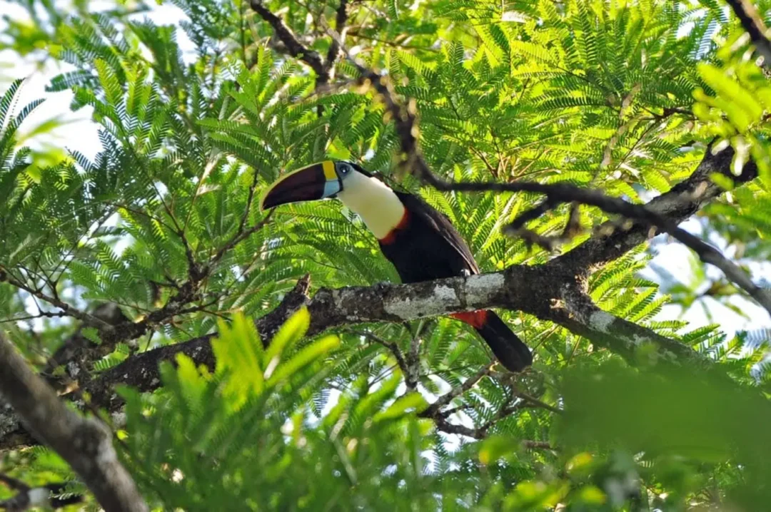 Amapá registra primeira Unidade de Conservação subnacional do Brasil na Lista Verde Internacional