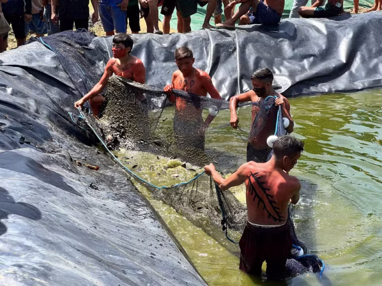 Indígenas criam peixes em tanques para garantir alimento seguro após garimpo contaminar rios na Terra Yanomami