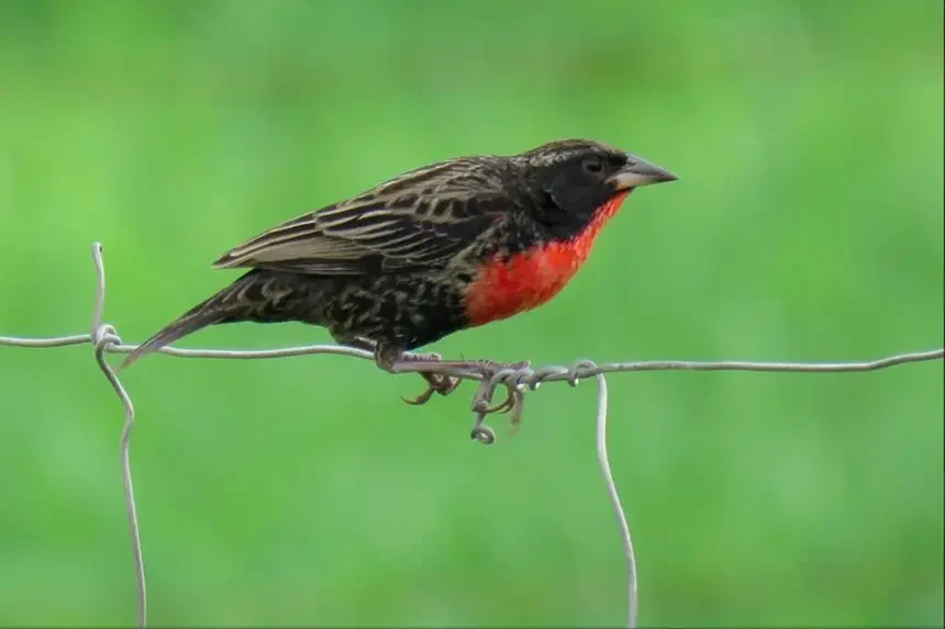 vem passarinhar belem foto Ideflor-Bio Divulgação 2