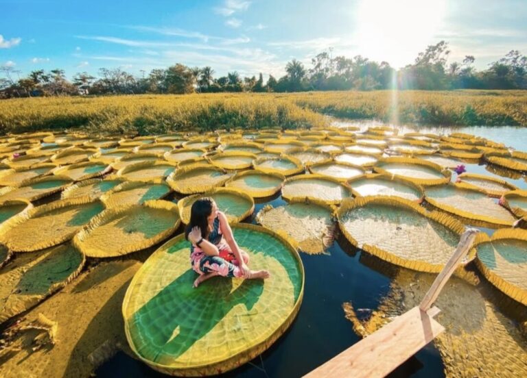 Restaurante conquista visitantes com vitória-régia cenográfica em Santarém