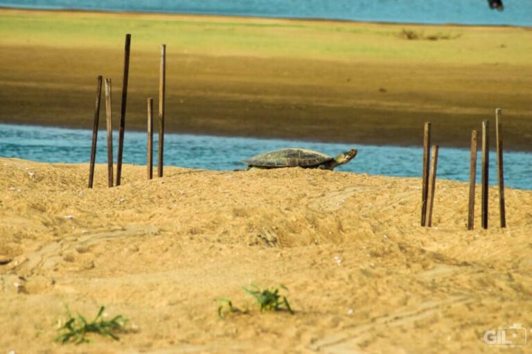 Tabuleiro do Embaubal: um dos maiores sítios de desova de tartarugas da América do Sul