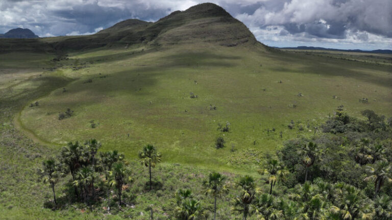 Áreas úmidas do Cerrado armazenam mais carbono que florestas na Amazônia, mostra estudo