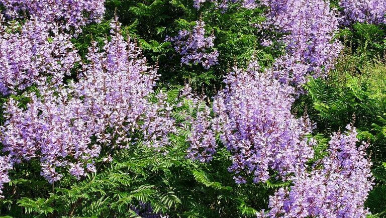 Museu Goeldi celebra Festa Anual das Árvores com trilhas guiadas e homenagem ao jacaranda copaia
