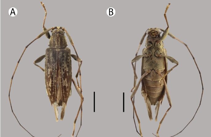 Equipe de cientistas descobre nove espécies de besouros na Amazônia peruana