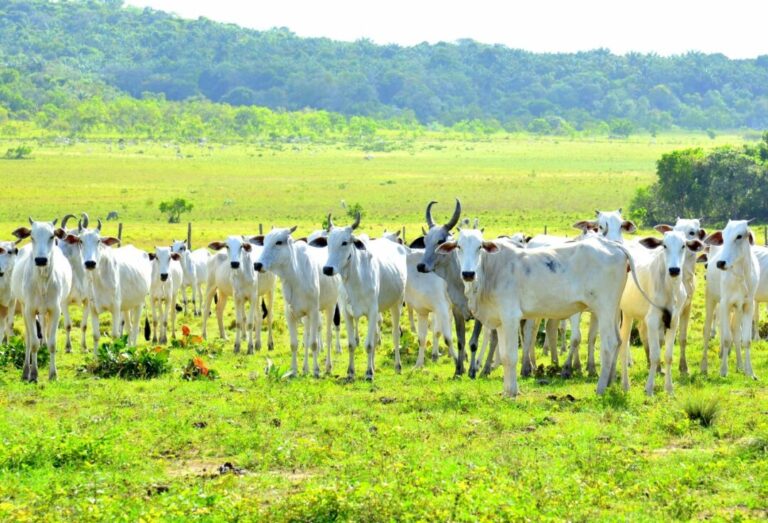 Frigoríficos da Amazônia habilitados a exportar têm baixo controle contra o desmatamento