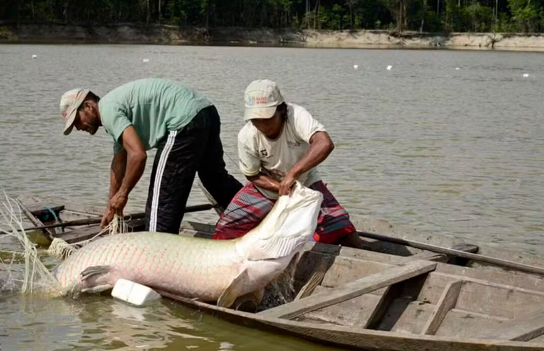 Manejo dos peixes pirarucu. — Foto: Adriano Gambarini/OPAN/Divulgação