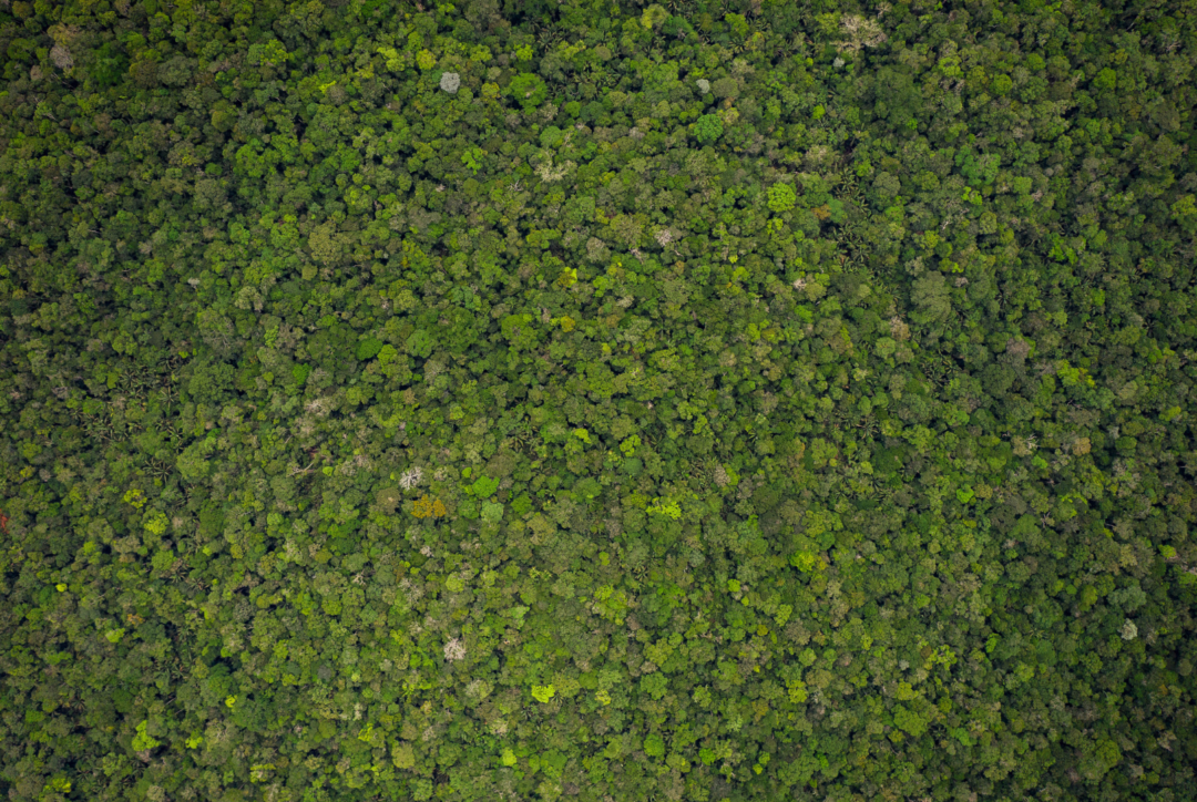 Amazônia é considerada fonte de carbono. Foto: climatepolicyinitiative
