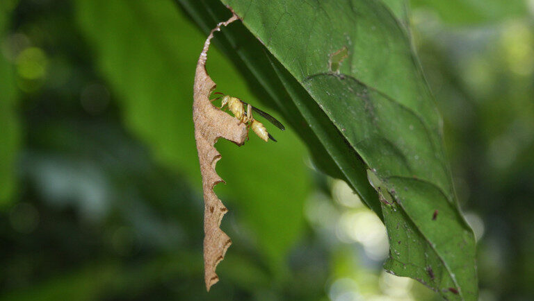 Raro em registros científicos, ninho da vespa Mischocyttarus artifex Ducke é encontrado no Museu Goeldi